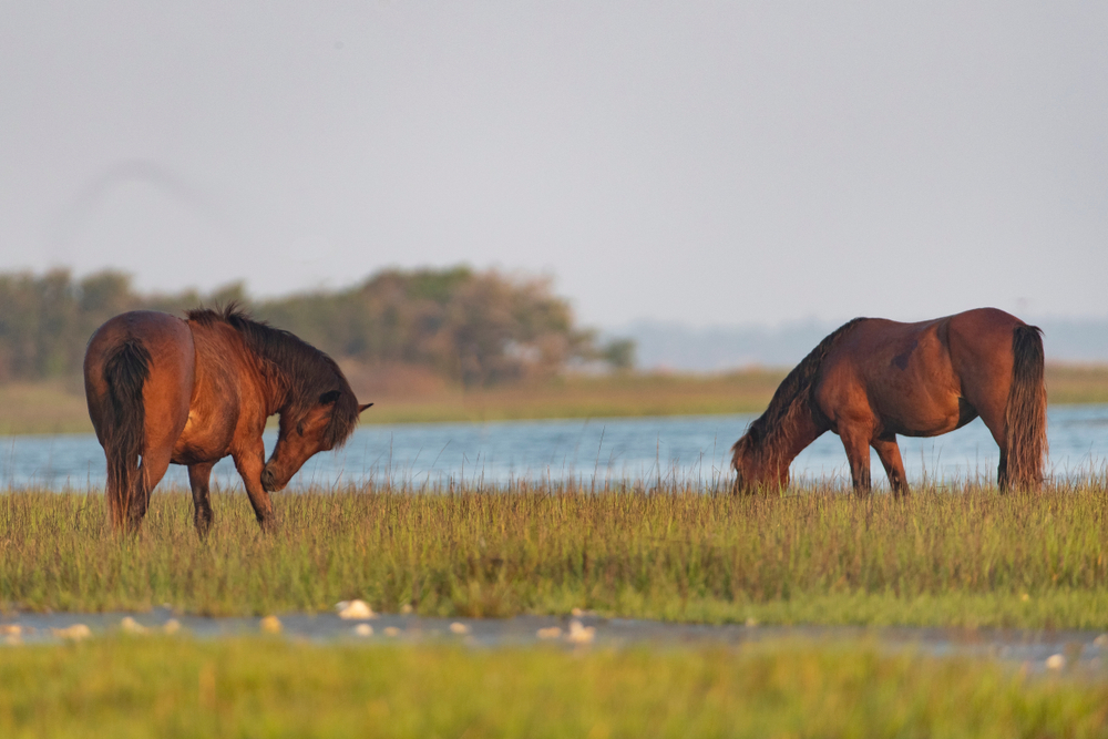 wild-horses-rachel-carson-reserve